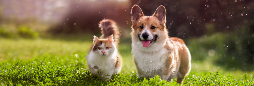 animaux de compagnie