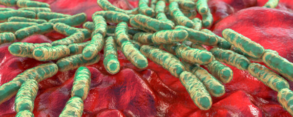 Lactobacillus gasseri