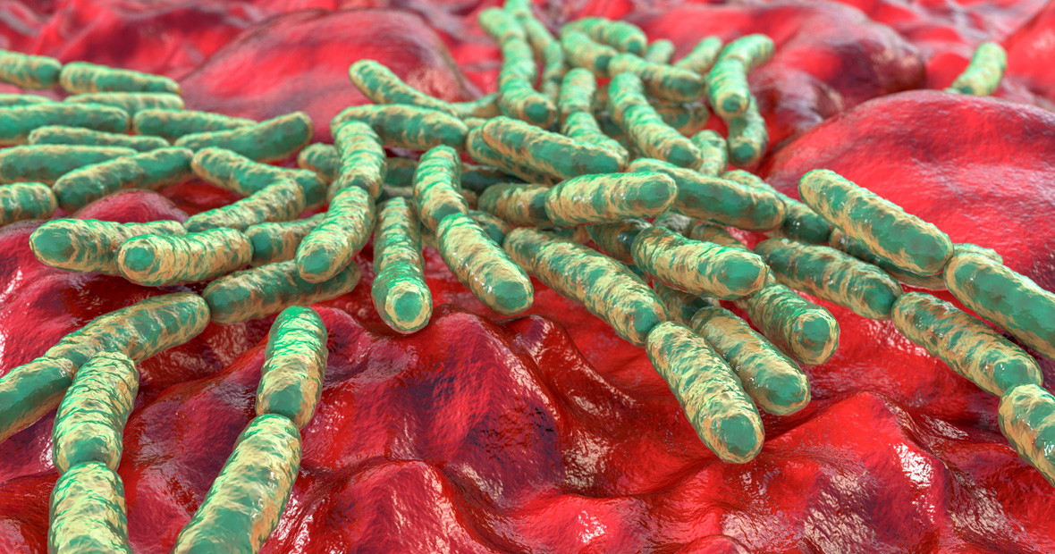 Lactobacillus gasseri