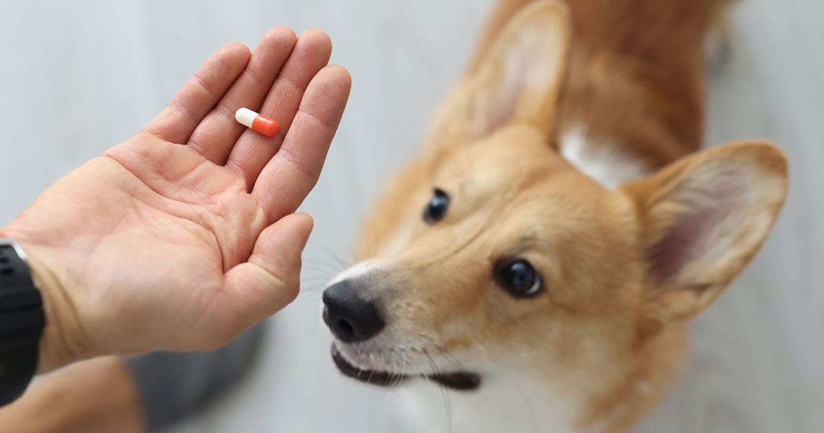 Compléments alimentaires pour animaux