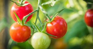 engrais pour tomate