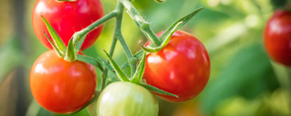 engrais pour tomate